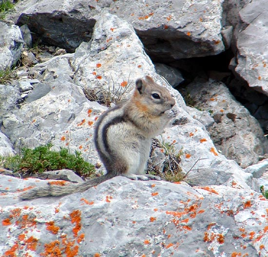 Canadian Chipmunk