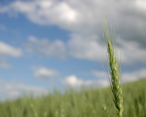 A Wheat Portrait