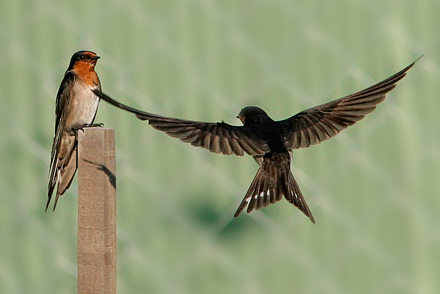 welcome swallow