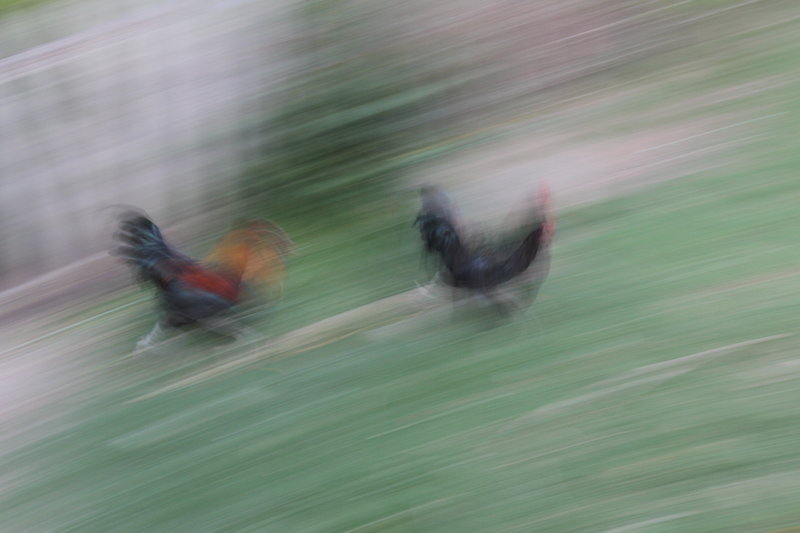 The Chase
