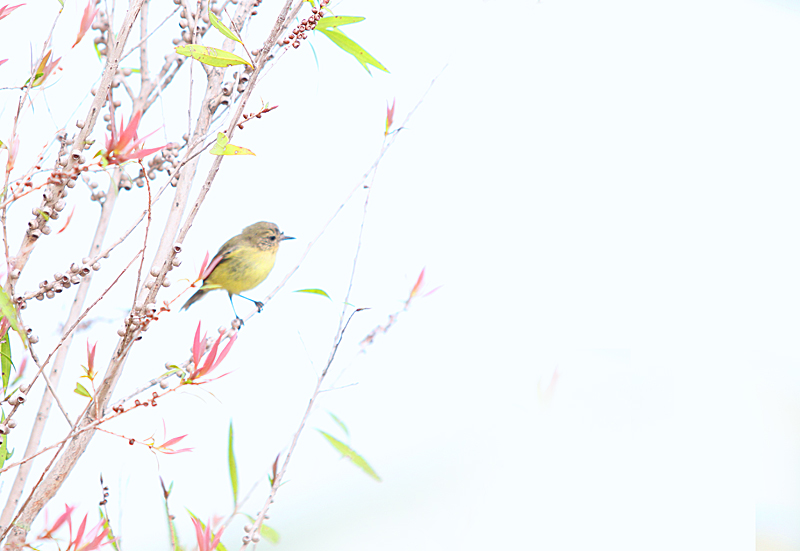 Little Bird