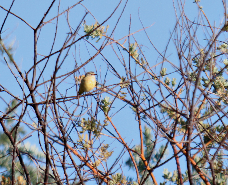 Yellow-rumped Thornbill