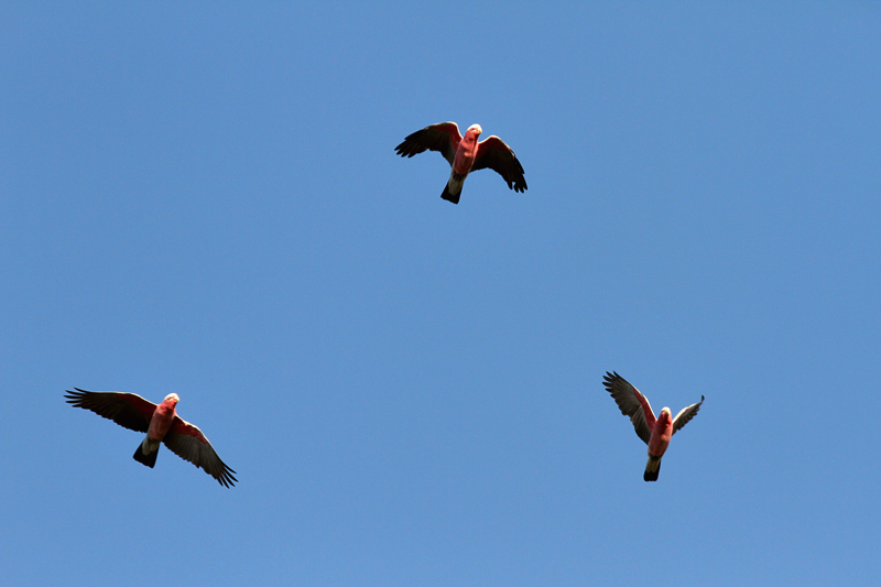 Galah