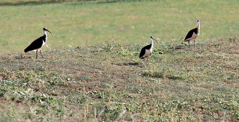 Straw-necked Ibis