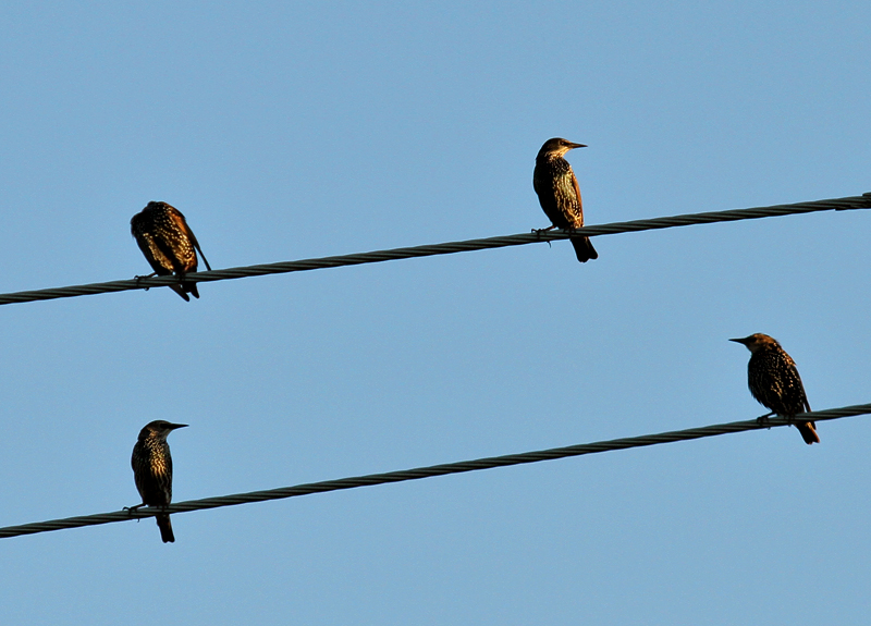Common Starling 