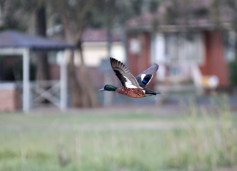Chestnut Teal