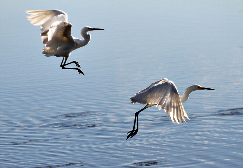 Little Egret