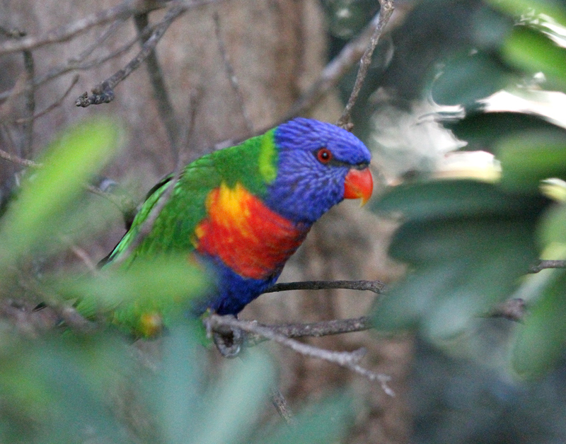 Rainbow Lorikeet