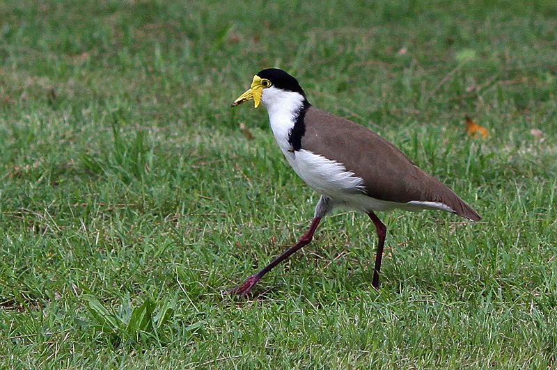 Masked Lapwing