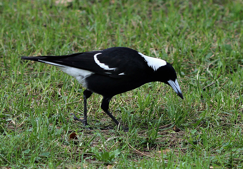 Australian Magpie