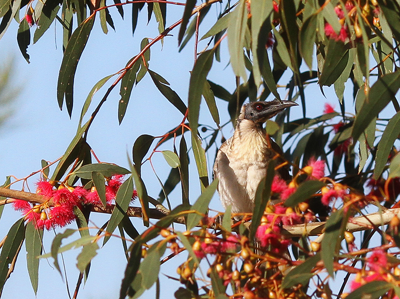 Noisy Friarbird