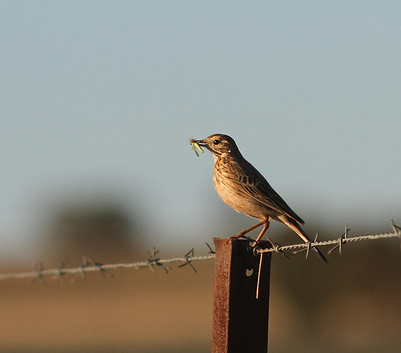 Rufous Songlark