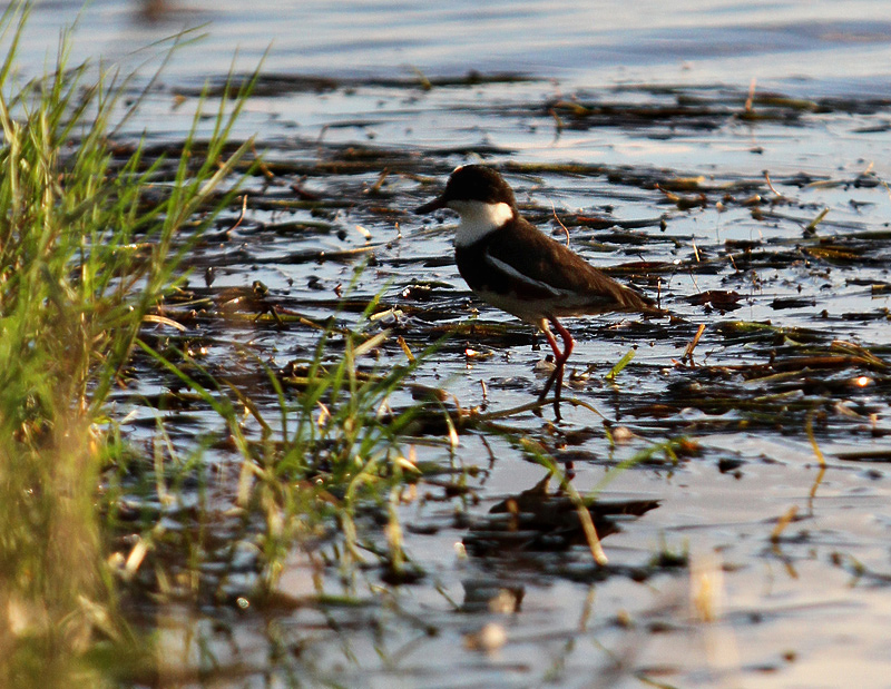 Red-kneed Dotterel