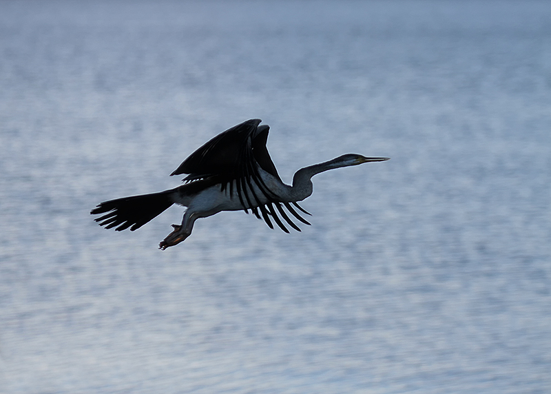 Australasian Darter