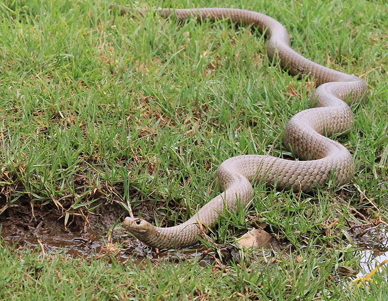 In My Backyard!