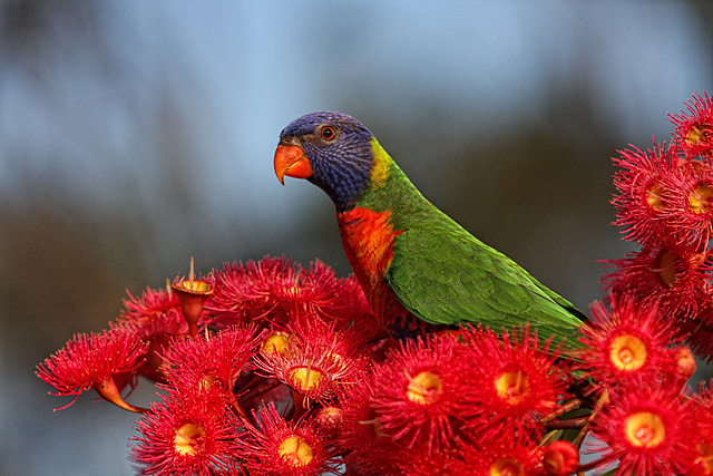 lorikeet
