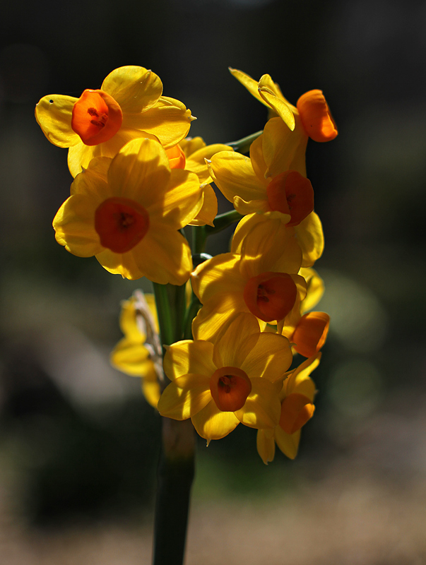Daffodils