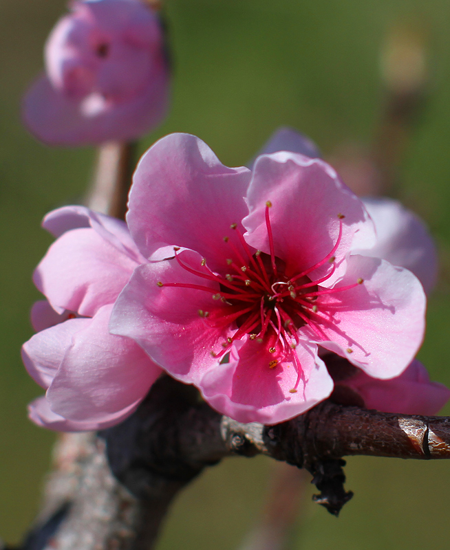 peach flower