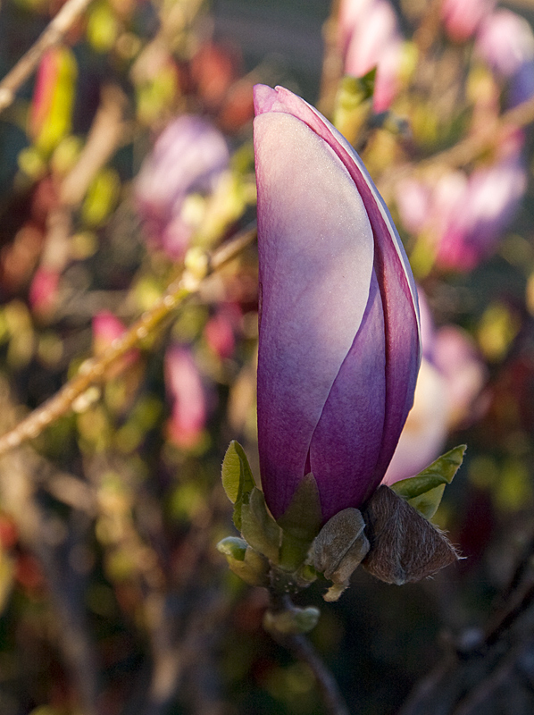 Magnolia Flower