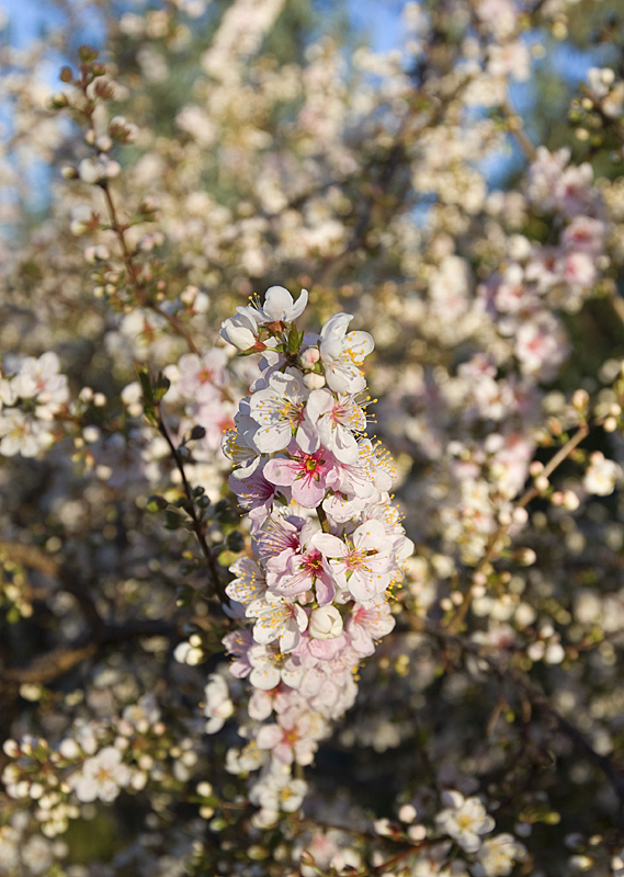 Plum Blossom 