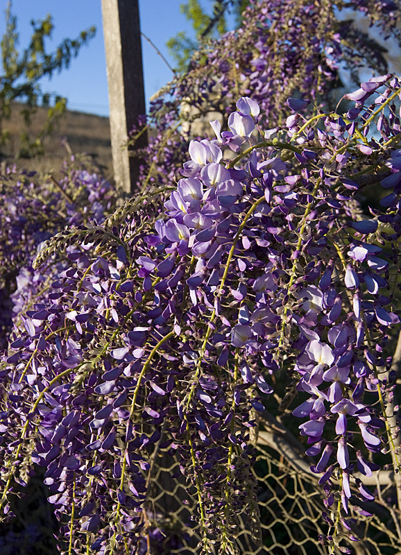 wisteria