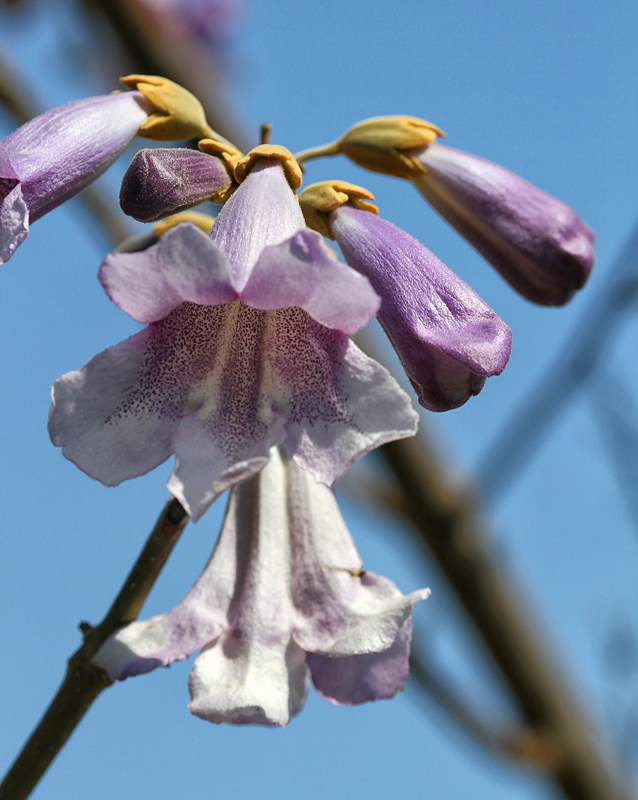Paulownia Tree