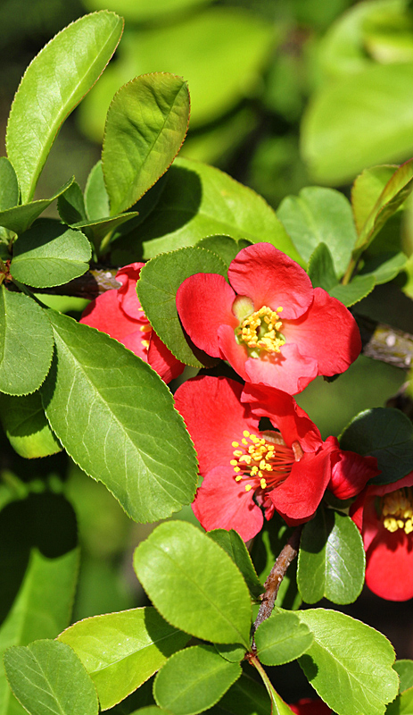 flower-2
