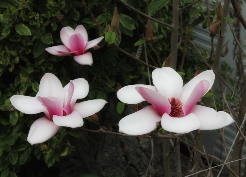 Magnolia x 3