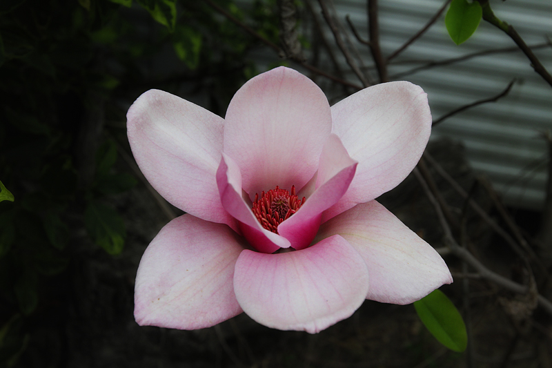 Magnolia Flower again