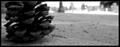 Lonely Pine Cone
