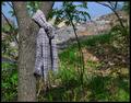 Abandoned Scarf