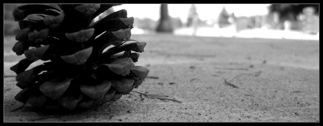 Lonely Pine Cone