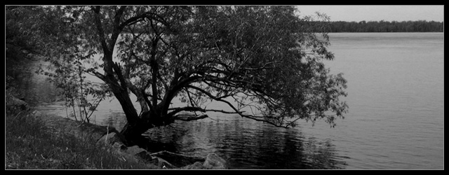 Leaning Tree