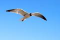 Bird #1