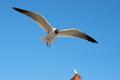 Coming in for a Meal
