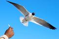 Feed the Birds
