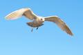 Bird #2