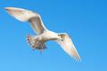 Bird #3