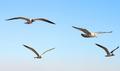 Flock #1