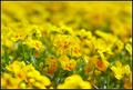 Yellow Field