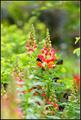 Snapdragons