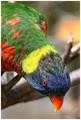 Polly-2.jpg