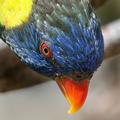 Polly-3.jpg