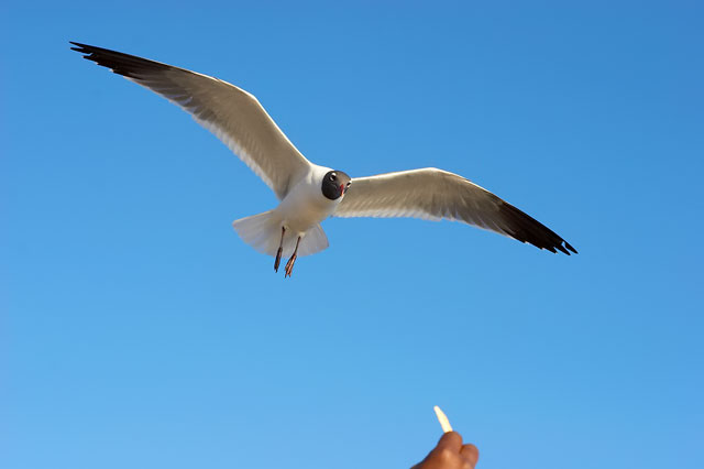 Coming in for a Meal