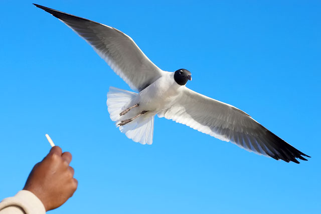 Feed the Birds