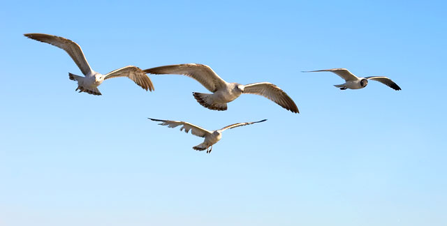 Quartet