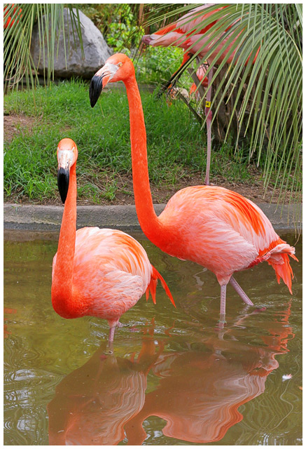 Pink Duo