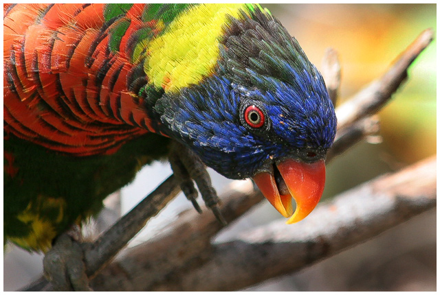 Polly.jpg