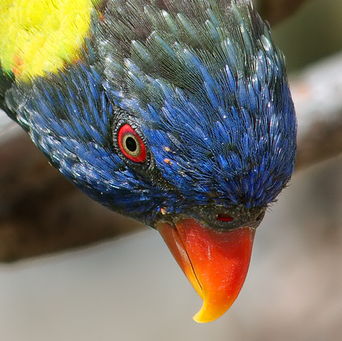 Polly-3.jpg