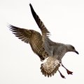 CRW_7932-1.jpg